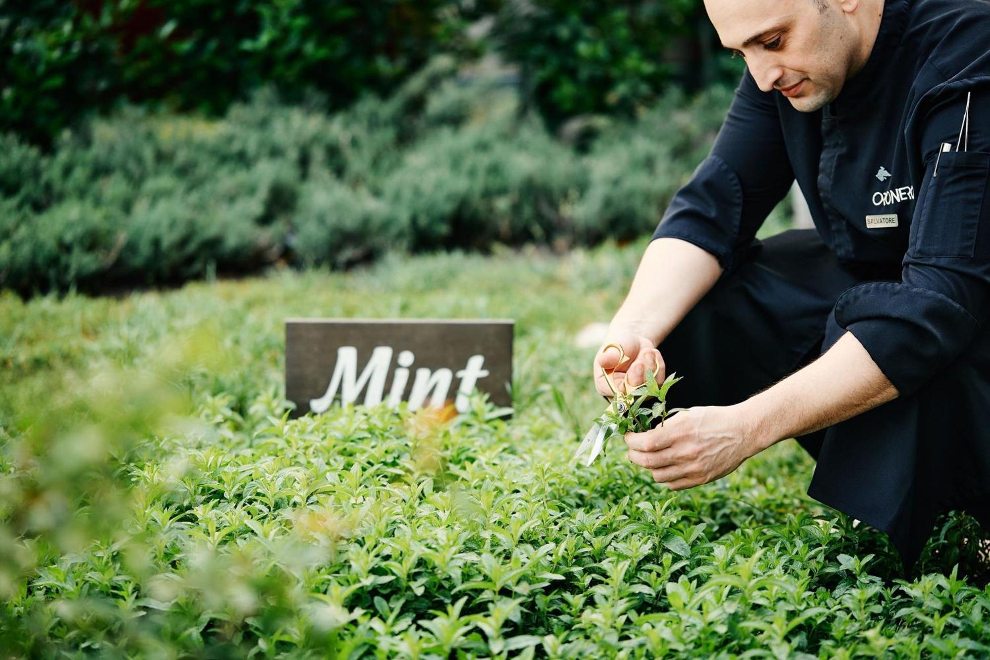 Jw Marriott Absheron Baku Hotel Luaran gambar Mint being harvested